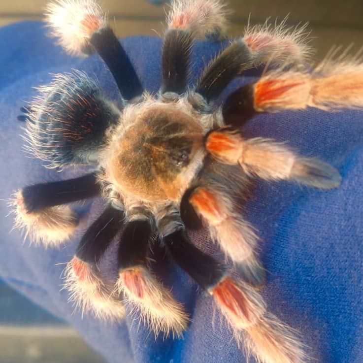 tawny tarantula with black, red, and tawny legs on blue fabric
