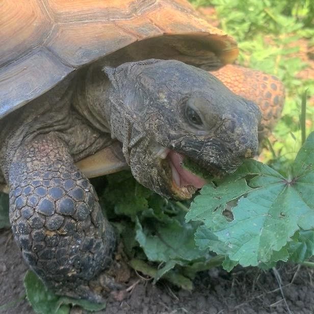 khaki-colored tortoise munching on a leaf
